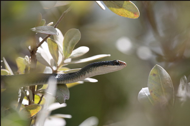 r002_black-snake,-Florida-Keys